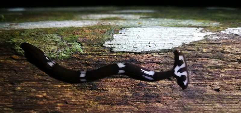 Плоский молотоголовый червь
