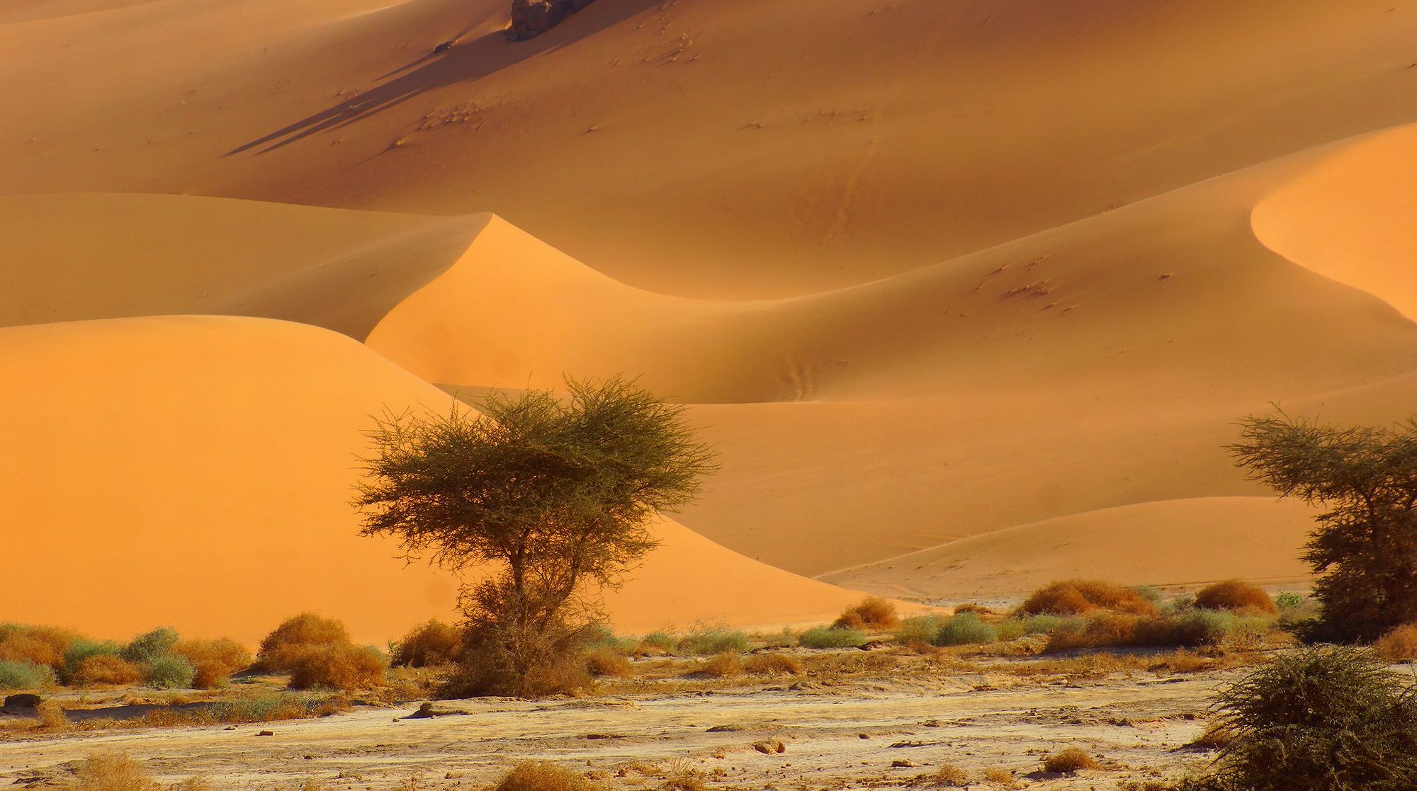 Барханы Барханы